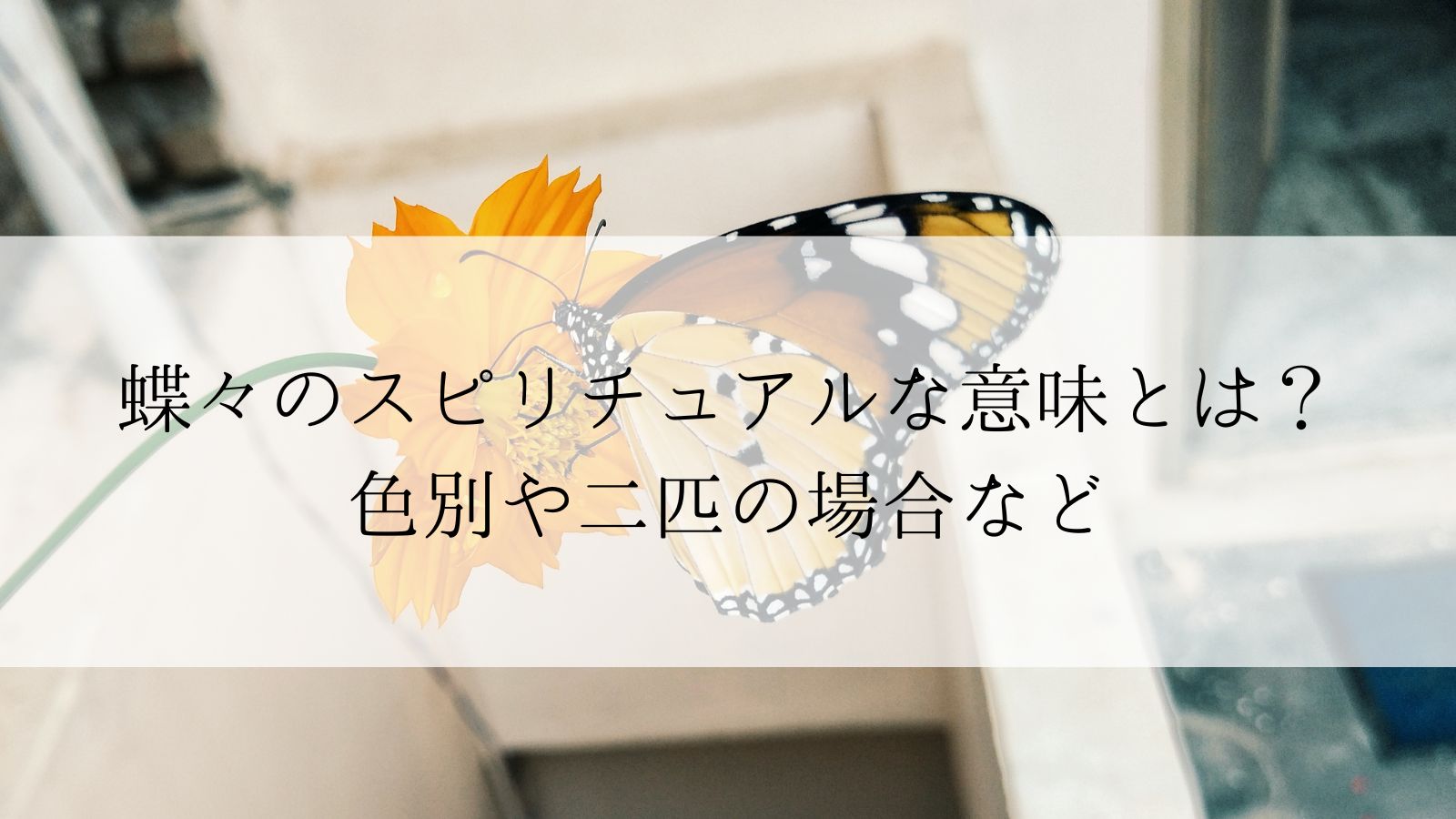 蝶々のスピリチュアルな意味とは 色別や二匹の場合など Angel Time