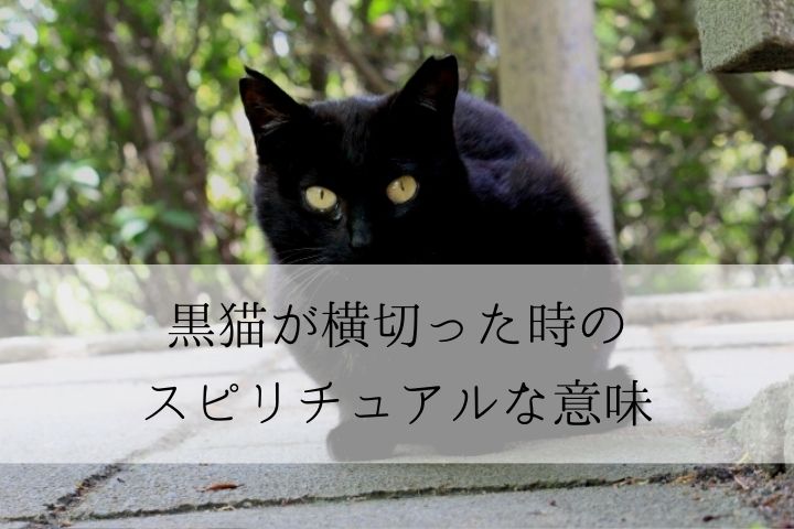 黒猫が横切ると不吉？スピリチュアルな意味と右から左、左から右の意味を解説